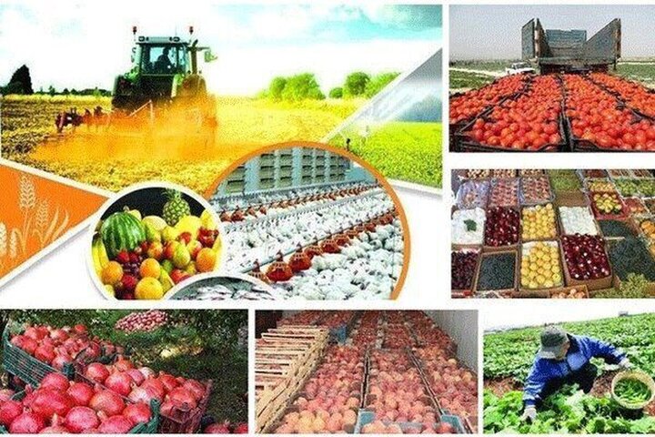صادرات بخش کشاورزی بیش از ۲۰ درصد رشد کرد/عراق مقصد نخست صادرات|سربیل
